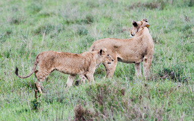 Lion family playing in Nairobi National Park in May 2019