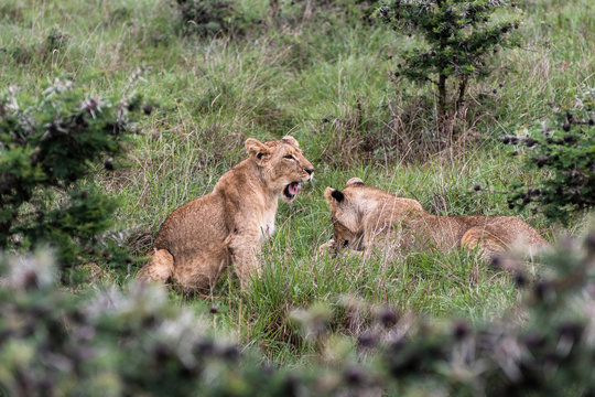 Lion family playing in Nairobi National Park in May 2019