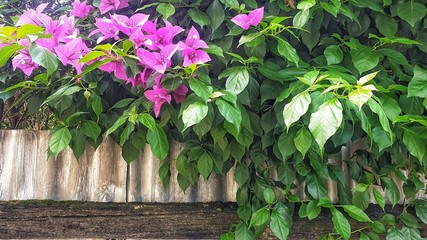 Bougainvillea hedge plant growing over rustic tin fence in a cottage garden.