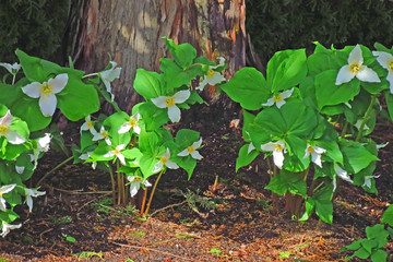 Obraz premium Springtime Trilliums - It`s springtime and the beautiful trilliums are blooming again. 