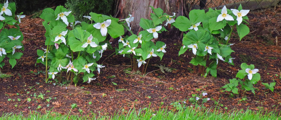 Springtime Trilliums  Panoramic -   It`s springtime and the beautiful trilliums are blooming again.                         