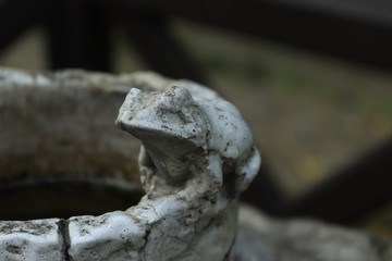 Frog © Kamil Hawryłkiewicz