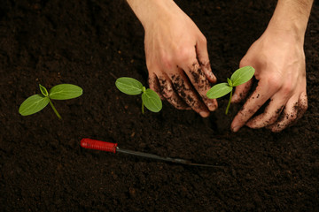 human hands plant a plant in the ground. planting sprouted cucumbers in the soil close up. hands are planting young sprouts 