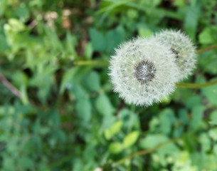Dandelion Seed Head - A close-up view of the dandelion seed head waiting for a strong breeze to spread 