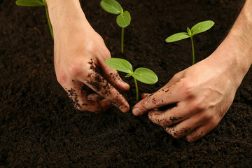 human hands plant a plant in the ground. planting sprouted cucumbers in the soil close up. hands are planting young sprouts 