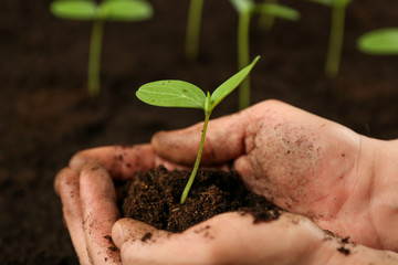 gardening concept. human hands holding sprouted plant over the soil top view