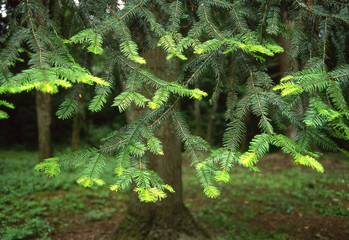 Hemlock Tree - New Growth Time --Spring has initiated the new growth on this Hemlock tree. The tips...