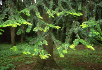 Hemlock Tree - New Growth Time --Spring has initiated the new growth on this Hemlock tree. The tips of the needled branches are covered with the soft needle formation.