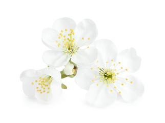Obraz premium Beautiful tree blossom isolated on white. Spring season