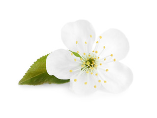 Fototapeta premium Beautiful tree blossom isolated on white. Spring season
