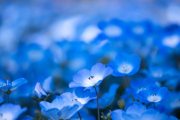 ネモフィラの青い花畑