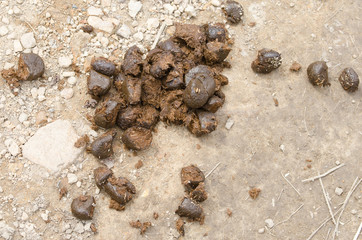 Horse manure on a country road. Natural fertilizer for agriculture.