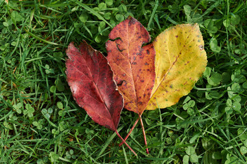 Autumn leaves on the sun. Fall blurred background