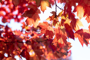 red maple leaves in autumn with sun shining through 