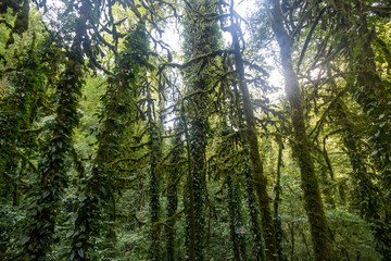 Looking up the trunk of a giant rainforest tree