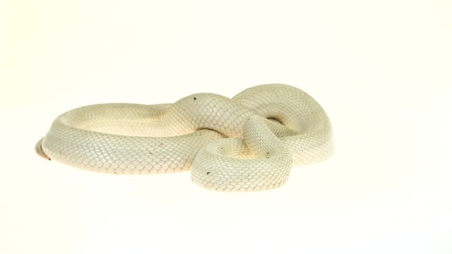 Texas rat snake isolated on a white background in studio. Close up