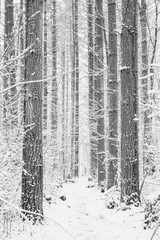 snowy trees 
