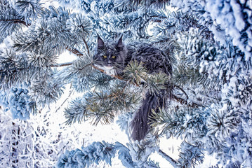 A very nice wild blue maine coon cat sitting on a pine tree in the winter snowy forest.
