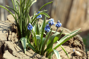 Beautiful muscari flowers growing in stump outdoors on sunny spring day