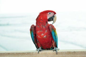 The colorful parrot (Ara ararauna) is on the seashore in Taiwan.