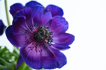 Left of center close up of purple  anemone on a white background