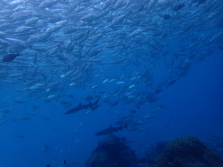 ギンガメアジの群れの中を泳ぎ回るサメ