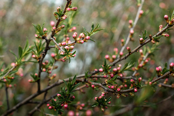 Almond flowers in garden. Spring blossom background. Beautiful nature scene with blooming tree. Spring flowers.