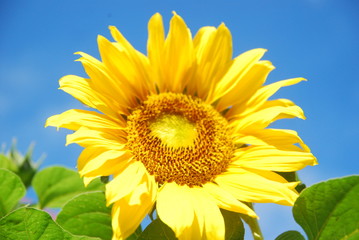 The beautiful blooming sunflowers on a background of blue sky