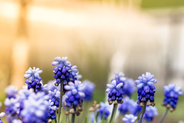 beautiful meadow Bright blue blossoms of Armenian muskari close-up