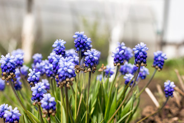beautiful meadow Bright blue blossoms of Armenian muskari close-up