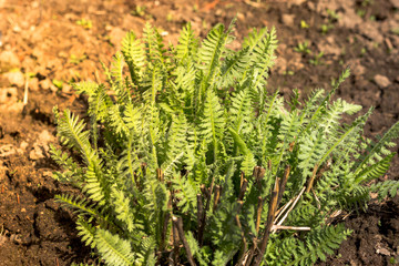 Yarrow green grass grow in a spring field, side view, close-up. Perennial herbaceous grass. Herbal medicine: Achillea leaves.