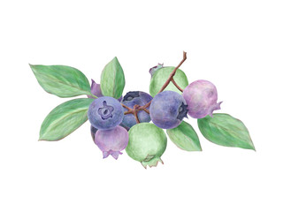 ブルーベリー　水彩