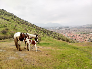 Fototapeta na wymiar horses on andes mountain