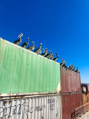 pelican on valparaiso port