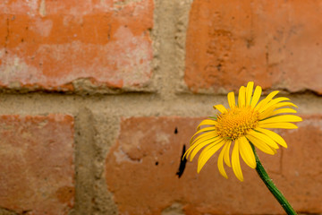 Yellow flowers on a brick wall background. Spring Holiday Concept. Texture, Background, Wallpaper, Postcard