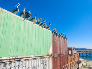 pelicans on valparaiso port