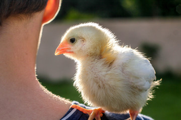 White chick sitting on woman's shoulder. This photograph was taken in Limeira, São Paulo, Brazil. February, 2020. 