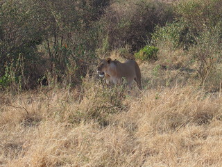 A lion walking in the plains of Masai Mara National Reserve during a wildlife safari, Kenya