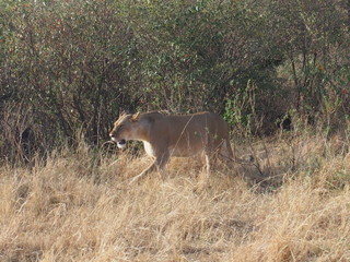 A lion walking in the plains of Masai Mara National Reserve during a wildlife safari, Kenya