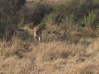 Naklejka na ściany i meble A lion walking in the plains of Masai Mara National Reserve during a wildlife safari, Kenya
