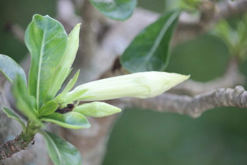 The adenium flower buds haven't bloomed yet