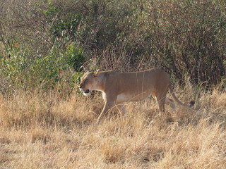 A lion walking in the plains of Masai Mara National Reserve during a wildlife safari, Kenya