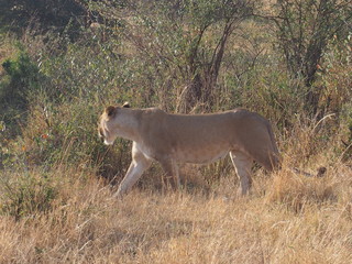 A lion walking in the plains of Masai Mara National Reserve during a wildlife safari, Kenya