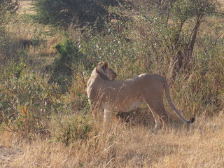 A lion walking in the plains of Masai Mara National Reserve during a wildlife safari, Kenya