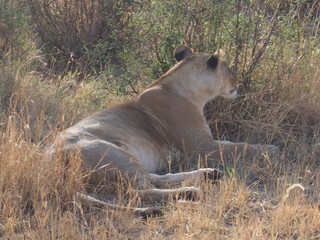 A lion resting in the plains of Masai Mara National Reserve during a wildlife safari, Kenya