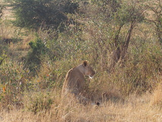 A lion resting in the plains of Masai Mara National Reserve during a wildlife safari, Kenya