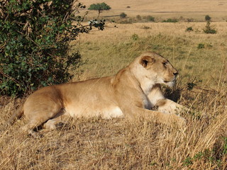 Obraz na płótnie Canvas A lion resting in the plains of Masai Mara National Reserve during a wildlife safari, Kenya