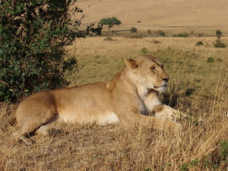 Naklejka na ściany i meble A lion resting in the plains of Masai Mara National Reserve during a wildlife safari, Kenya