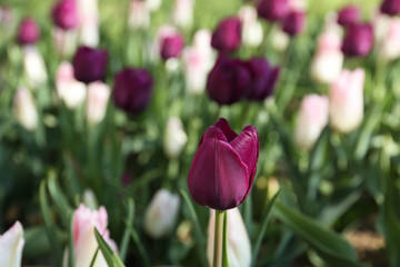 Beautiful blooming tulips outdoors on sunny day