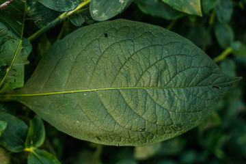 Leaf details. This photograph was taken in Limeira, São Paulo, Brazil. April, 2020. 